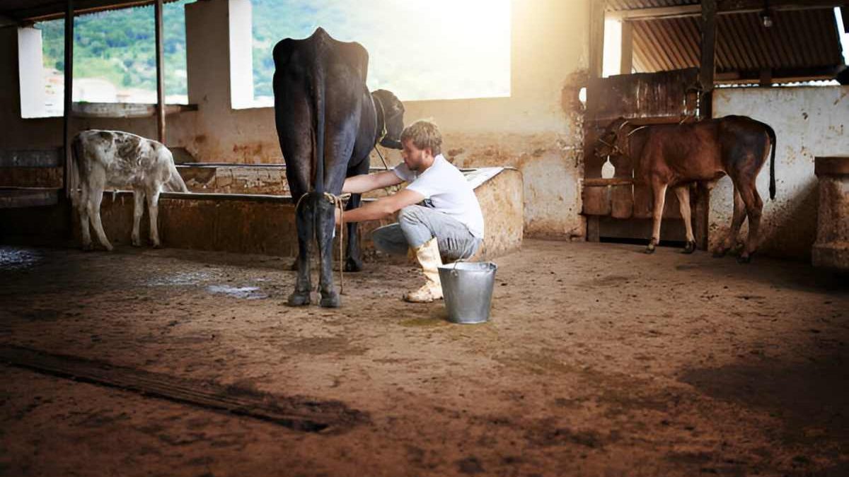 Wellhealthorganic.com:buffalo milk, Best Buffalo milk & more