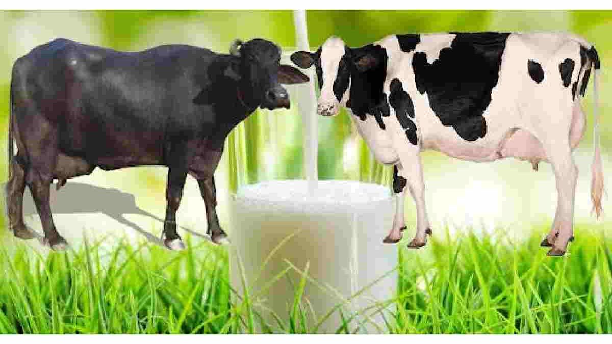 Wellhealthorganic.com:buffalo milk, Best Buffalo milk & more