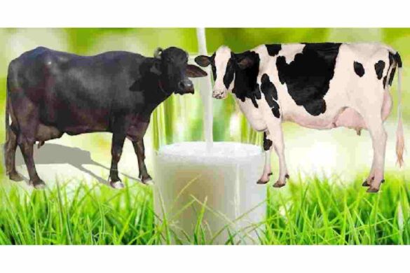Wellhealthorganic.com_buffalo milk, Best Buffalo milk & more